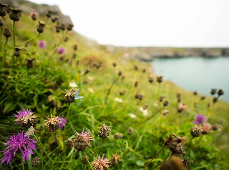 Blodau gwyllt porffor ar glogwyni gyda golygfeydd o’r môr yn gefndir 