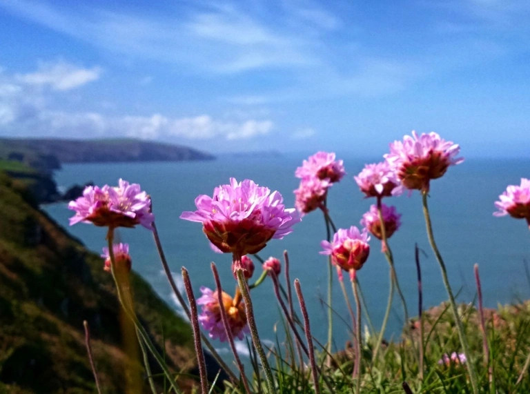 Agoslun o flodau bach porffor llachar gyda'r arfordir y tu ôl